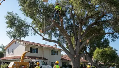 Professional arborists performing large tree removal in Redondo, Tacoma WA using bucket truck equipment