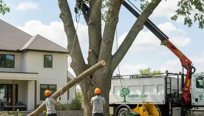 Arborist providing professional tree removal service in Tacoma, WA for healthy, safe residential landscapes