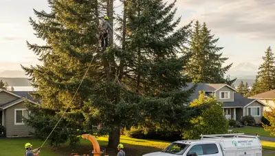 Professional tree removal service in Tacoma WA by certified arborists