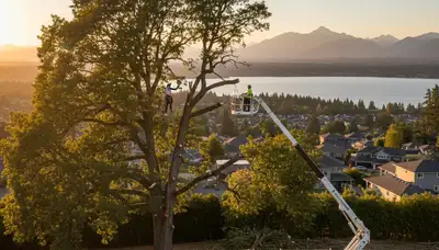 Professional tree removal service in Tacoma WA safely cutting down large backyard tree