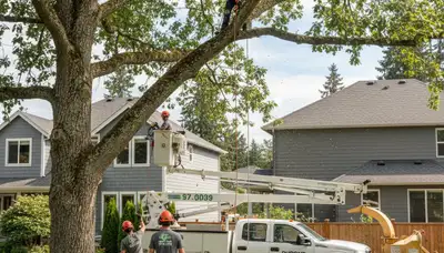 Professional tree removal service in Tacoma WA safely cutting and clearing large trees
