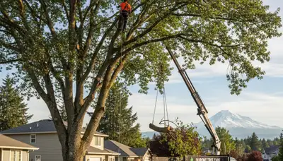 Professional tree removal service in Tacoma WA safely clearing large oak tree