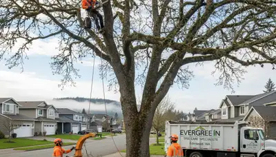 Professional tree removal service in Tacoma WA by certified arborists at Tree Trimming Tacoma WA