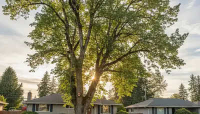 Professional tree removal service in Tacoma WA by certified arborists at TreeTrimmingTacomaWA