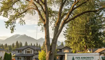 Professional tree removal service in Tacoma WA safely cutting large tree near residential property