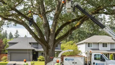Professional tree removal service team working safely in Tacoma, WA yard