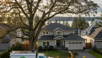 Professional tree removal service in Tacoma, WA by expert arborists at Tree Trimming Tacoma WA
