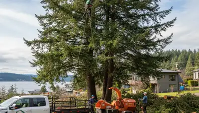 Professional tree removal service in Tacoma WA safely clearing large oak tree branches