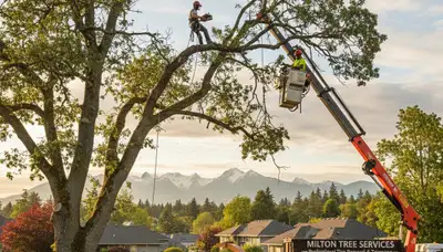 Professional tree removal service in Tacoma WA by certified arborists