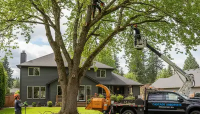 Professional tree removal service in Tacoma WA by licensed arborists | TreeTrimmingTacomaWA