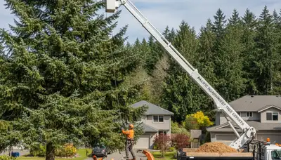 Professional tree removal service in Tacoma WA by certified arborists