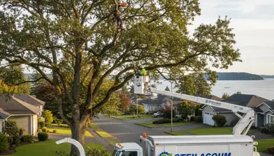 Professional tree removal service in Tacoma WA by certified arborists