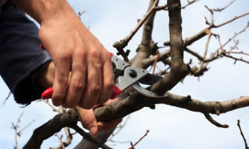 Tree Pruning in Tacoma WA Tree Pruning Services in Tacoma WA Quality Tree Pruning in Tacoma WA